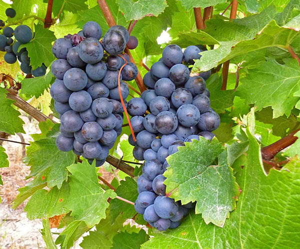 Cabernet Sauvignon grapes