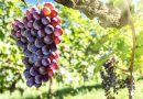The 7 Best Red Wine Grapes in The World